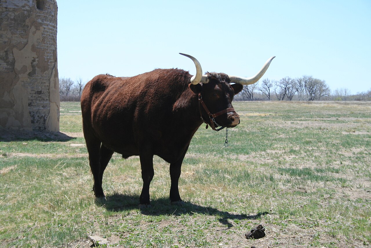 A single brown ox with long pale horns, standing whole in a pasture