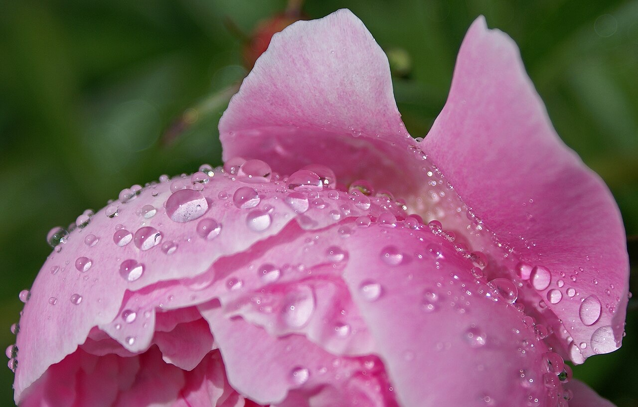 A pink peony covered in drops of dew