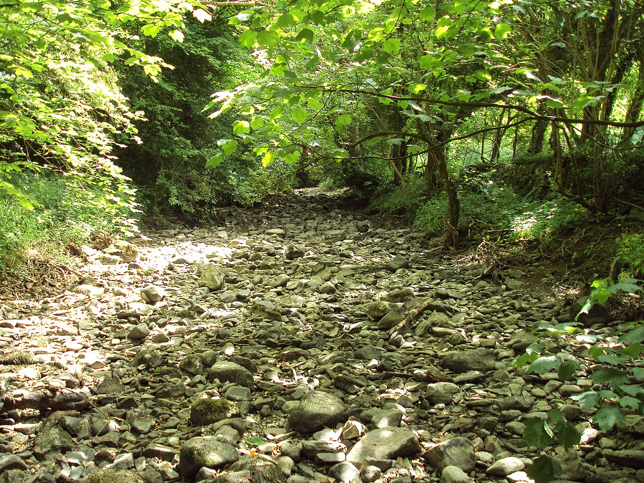 A dry stream bed in a wood, filled with stones and fallen branches