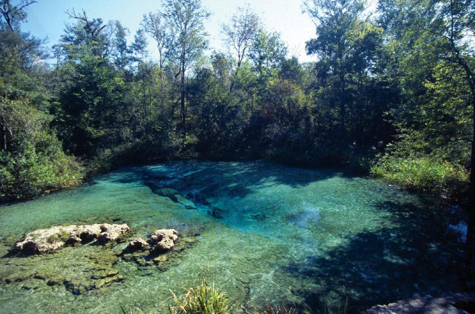 A clear emerald spring pool in a forest